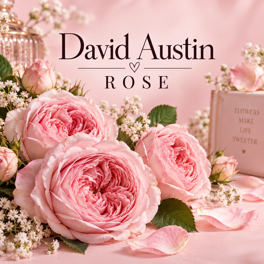 David Austin Rose Clamshell Wax Melt