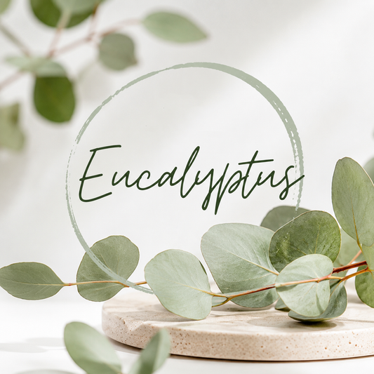 Eucalyptus Clamshell Wax Melt