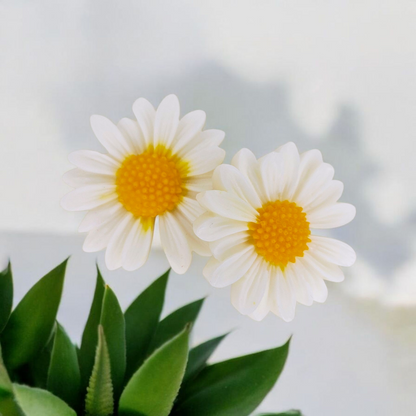 Marc Jacob Daisy Type Floating Candles